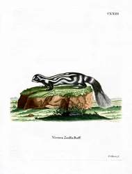 Zorilla (színes metszet)