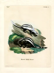 Zorilla (színes metszet)