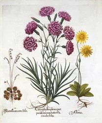 én. Szegfű, Dianthius, ii. Arnica & iii. Kereklevelű napharmat a Hortus Eystettensisből, Basil Besler (1561-1629) pub. 1613