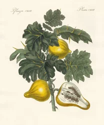 mellbimbó (színes gravírozás)