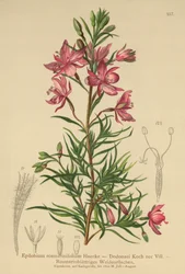rozmaringlevelű fűzfű (Epilobium rosmarinifolium, Epilobium Dodonaei)