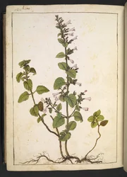 Acinos, Clinopodium: Évelő, fás szárú növény csőszerű virágokkal, Gherardo Cibo "Paintings of the Flora of the Roman States" (A római államok növényvilágának festményeiből), Add MS 22333, f175v, c.1564-84 (akvarell és gouache papíron)