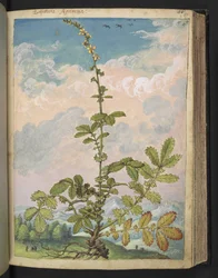Agrimonia eupatoria, Gherardo Cibo "Festményei a római államok növényvilágáról", Add MS 22333, f087r, c.1564-84 (akvarell és gouache papíron)