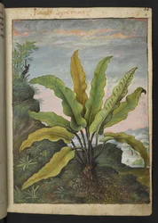 Asplenium scolopendrium, Gherardo Cibo "Festmények a római államok növényvilágáról", Add MS 22333, f014r, c.1564-84 (akvarell és gouache papíron)