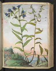 Buglossoides purpurocaerulea, Gherardo Cibo "Festmények a római államok növényvilágáról", Add MS 22333, f061r, c.1564-84 (akvarell és gouache papíron)