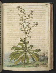 Capsella bursa-pastoris, Gherardo Cibo "Festményei a római államok növényvilágáról", Add MS 22333, f119r, c.1564-84 (akvarell és gouache papíron)