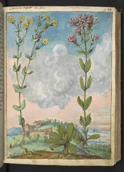 Centaurium erythraea, Gherardo Cibo "Festményei a római államok növényvilágáról", Add MS 22333, f042r, c.1564-84 (akvarell és gouache papíron)