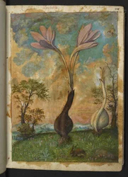 Colchicum autumnale, Gherardo Cibo "Festmények a római államok növényvilágáról", Add MS 22333, f022r, c.1564-84 (akvarell és gouache papíron)