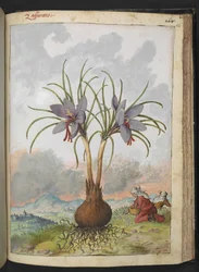 Crocus sativus (sáfrány), Gherardo Cibo "Festmények a római államok növényvilágáról", Add MS 22333, f160r, c.1564-84 (akvarell és gouache papíron)
