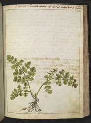 Filipendula, Gherardo Cibo "Festmények a római államok növényvilágáról", Add MS 22333, f145r, c.1564-84 (akvarell és gouache papíron)
