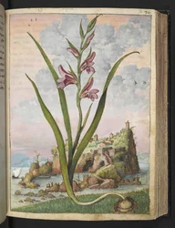 Gladiolus Italicus, Gherardo Cibo "Festményei a római államok növényvilágáról", Add MS 22333, f072r, c.1564-84 (akvarell és gouache papíron)