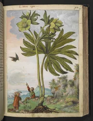 Helleborus viridis, Gherardo Cibo "Festmények a római államok növényvilágáról", Add MS 22333, f095r, c.1564-84 (akvarell és gouache papíron)
