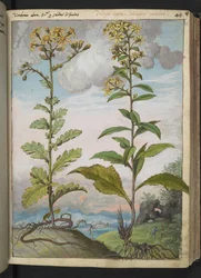 Jacobaeae vulgaris et Senecio ovatu, Gherardo Cibo "Festmények a római államok növényvilágáról", Add MS 22333, f046r, c.1564-84 (akvarell és gouache papíron)