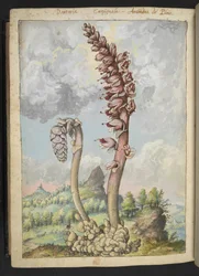 Lathraea squamaria, Gherardo Cibo "Festményei a római államok növényvilágáról", Add MS 22333, f178v, c.1564-84 (akvarell és gouache papíron)