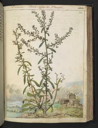 Lepidium graminifolium, Gherardo Cibo "Festményei a római államok növényvilágáról", Add MS 22333, f120r, c.1564-84 (akvarell és gouache papíron)