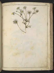 Matricaria chamomilla (Kamilla), Gherardo Cibo "Festmények a római államok növényvilágáról", Add MS 22333, f163r, c.1564-84 (akvarell és gouache papíron)