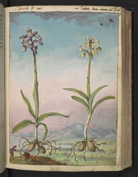 Orchis pallens: Két virágos növény, Gherardo Cibo "Paintings of the Flora of the Roman States" (A római államok növényvilágának festményei), Add MS 22333, f064r, c.1564-84 (akvarell és gouache papíron)