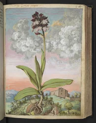 Orchis szerápiák, Gherardo Cibo "Festmények a római államok növényvilágáról", Add MS 22333, f063r, c.1564-84 (akvarell és gouache papíron)