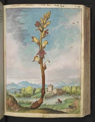 Orobanche gracilis, Gherardo Cibo "Festmények a római államok növényvilágáról", Add MS 22333, f070r, c.1564-84 (akvarell és gouache papíron)