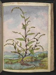 Persicaria hydropiper, Gherardo Cibo "Paintings of the Flora of the Roman State"-ből, Add MS 22333, f152r, c.1564-84 (akvarell és gouache papíron)