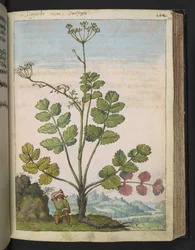Pimpinella major, Gherardo Cibo "Festmények a római államok növényvilágáról", Add MS 22333, f100r, c.1564-84 (akvarell és gouache papíron)