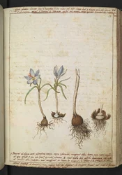Növények kék virágok között, Gherardo Cibo "Paintings of the Flora of the Roman States" (A római államok növényvilágának festményei), Add MS 22333, f058r, c.1564-84 (akvarell és gouache papíron)