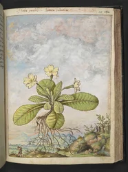 Primula vulgaris, Gherardo Cibo "Festményei a római államok növényvilágáról", Add MS 22333, f128r, c.1564-84 (akvarell és gouache papíron)