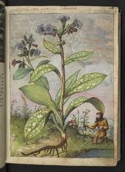 Pulmonaria officinalis, Gherardo Cibo "Festmények a római államok növényvilágáról", Add MS 22333, f028r, c.1564-84 (akvarell és gouache papíron)