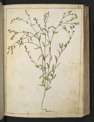 Ranunculus bulbosus: Sárga virágú növény, Gherardo Cibo "A római államok növényvilágának festményeiből", Add MS 22333, f088r, c.1564-84 (akvarell és gouache papíron)