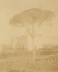 [Tree in Formal Garden Outside Palazzo], 1860-70-es évek.