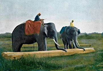 Elefántok mozgatják a rönköt, Ceylon, c1890