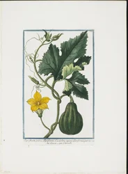Növényi nyomat, Hortus Romanus, Vol. I. vagy II., 1772-93 (csúcsmetszet, kézzel színezett gouache)