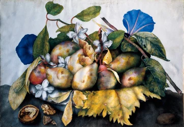 Tányér szilvával, jázminnal és dióval Giovanna Garzoni (1600-1670) festménye pergamenre