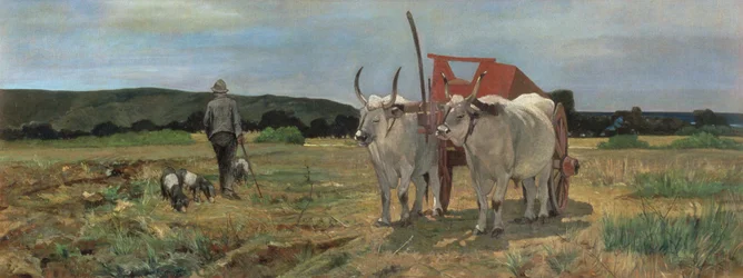 Ökörszekér a toszkán Maremmában