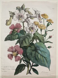 Természettudományi Tanfolyam, amely az állatvilág főbb fajait tartalmazza..., 1825.