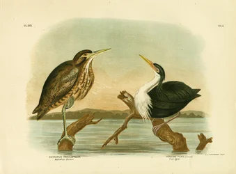 Ausztrál keselyű, 1891