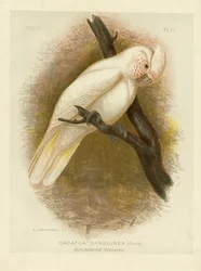 Vérfoltos kakadu, 1891