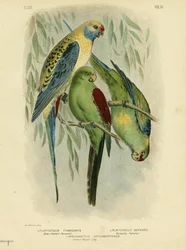 Kékarcú papagáj, 1891