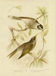 Garrulous Honeyeater Or Noisy Miner, 1891