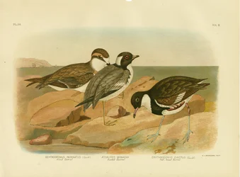 Csuklyás Dotterel, 1891