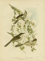 Lewin Honeyeater, 1891