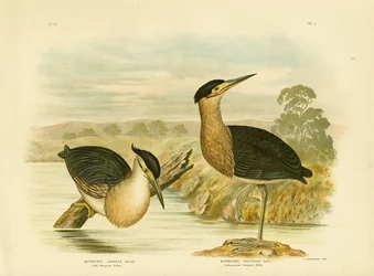 Kis mangrove gém, 1891