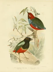 Macklot Pitta, 1891