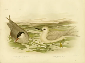 Mocsári csér, 1891