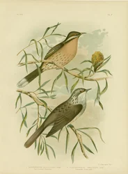 Tüskés mézeskalász, 1891