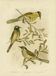 Változatos Mézevő, 1891