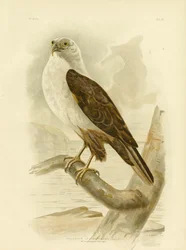 Fehérmellű tengeri sas, 1891