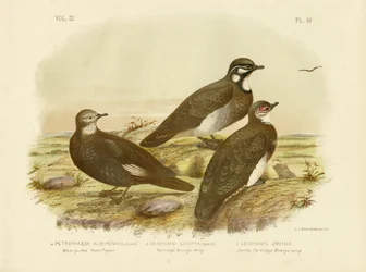 Fehértollas sziklagalamb, 1891