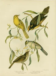 Sárga Mézevő, 1891