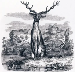 A szarvas nézi magát a vízben - Fables by La Fontaine